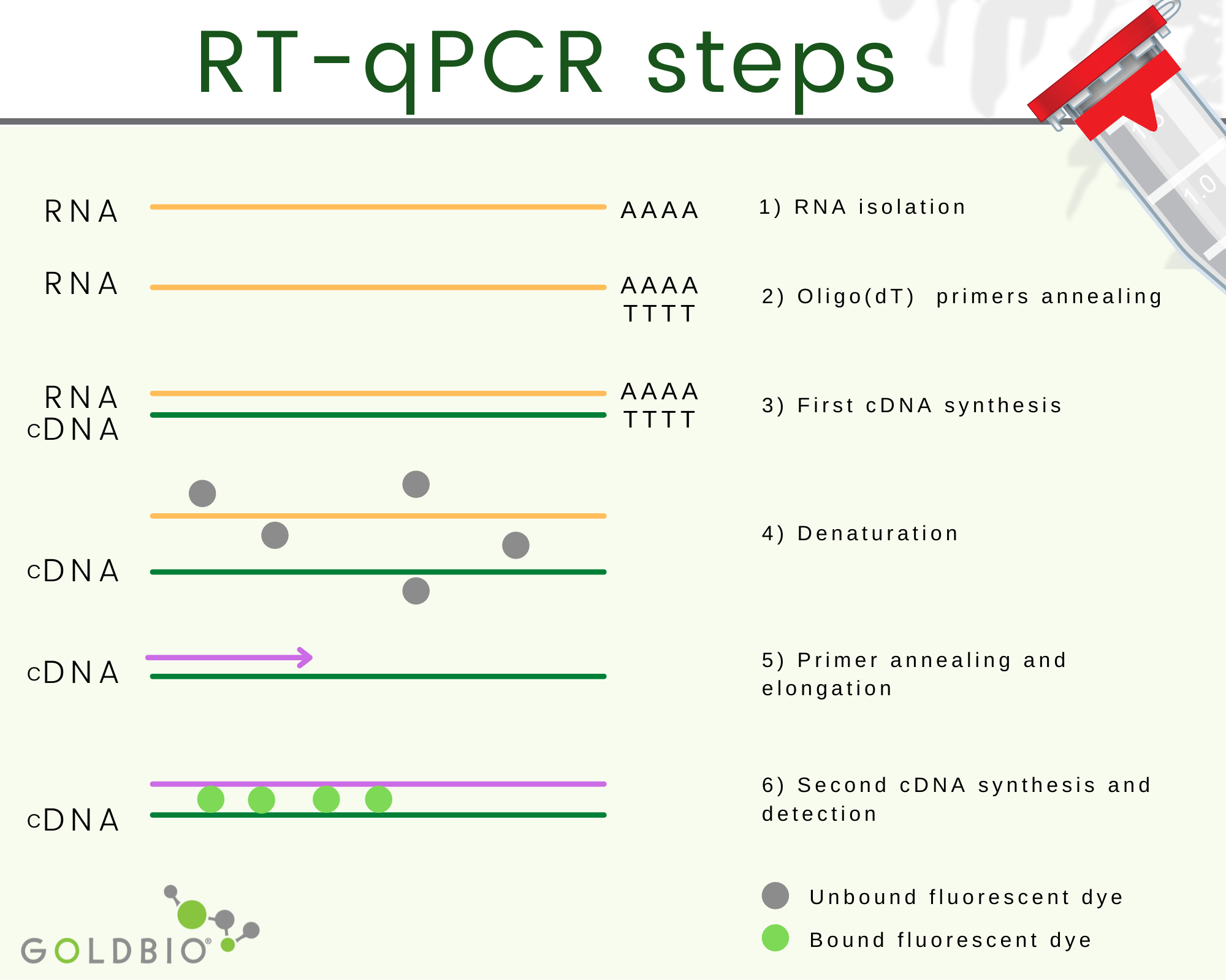 Qpcr Explained At Bruce Lohr Blog Qpcr Explained At Bruce Lohr Blog